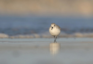sanderling